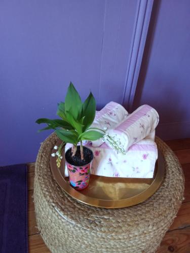 une plante en pot posée sur une table ronde avec des serviettes dans l'établissement Eole, à Lacanau-Océan