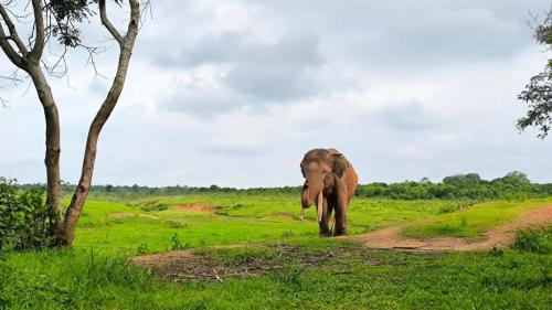 an elephant walking down a dirt road in a field at Satwa Elephant Eco Lodge in Labuhanratu