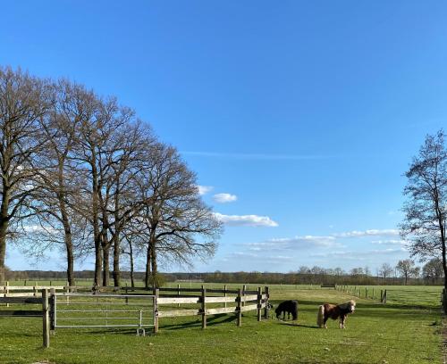three cows grazing in a field next to a fence at Ferienhof Westermann Waldblick in Lähden