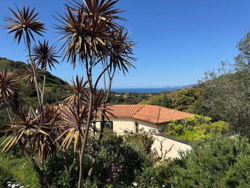 a house with a palm tree in a garden at Le Ruone in Calcatoggio