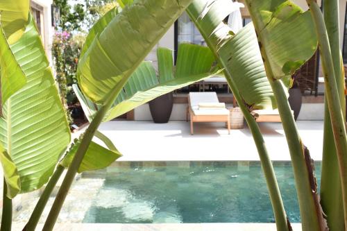 une grande plante verte à côté d'une piscine dans l'établissement Maison BAO, à La Londe-les-Maures