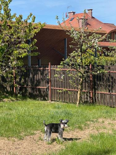 a dog standing in a yard next to a fence at Świat Jezior in Mikołajki