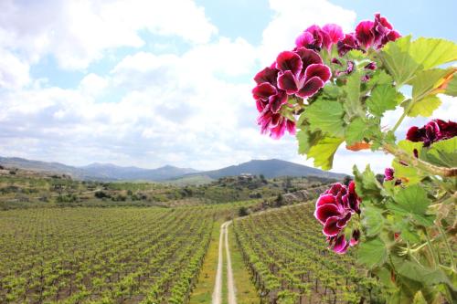 a field with pink flowers and a dirt road at Agriturismo La Casa di Bacco in Agrigento
