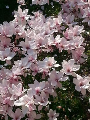 a bunch of pink flowers in the grass at Ferienwohnung Anna Zechner in Flattach