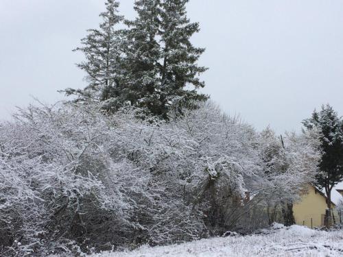 a tree covered in snow next to a house at Le gite du petit ecureuil in Balnot-sur-Laignes