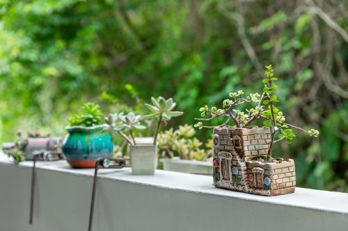 a group of potted plants sitting on a table at 山水桃米旅店 in Puli