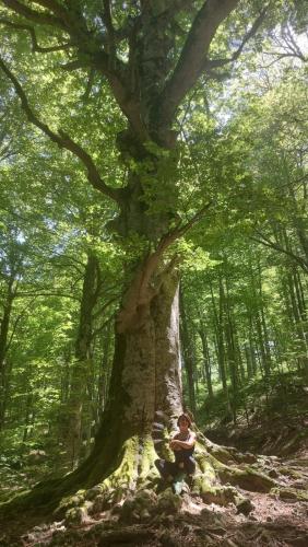 a person sitting under a large tree in a forest at Molise Garden Apartments Renato in Boiano