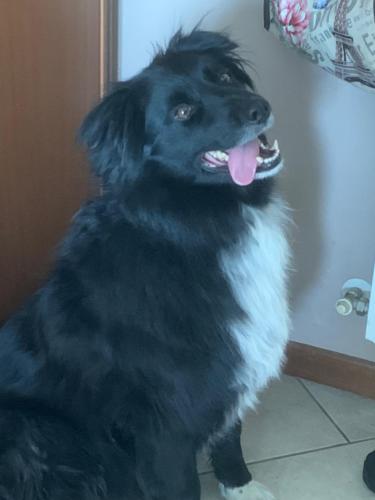 a black dog sitting on the floor with its tongue at Locanda al Toal in Moena