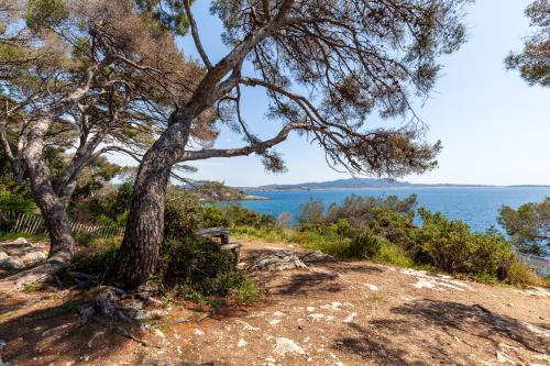 a tree on a hill next to the ocean at Appartement Lumineux refait à Neuf in Sanary-sur-Mer
