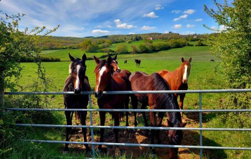 a group of horses standing next to a fence at Maison du Grand Moulin in Saint-Aubin-en-Charollais