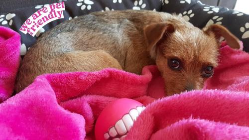 a small brown dog laying on a pink blanket at Apartamento Salto del caballo con Parking Incluido - Living Toledo in Toledo