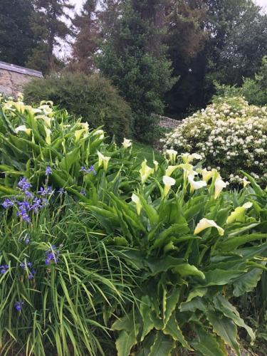 a garden with white flowers and green plants at Kilmartin House - Georgian House on Private Estate and Farm in Greystones