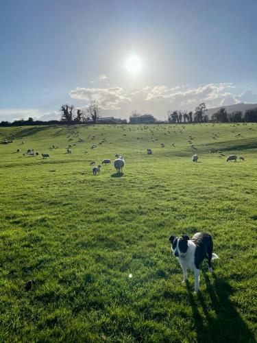 a dog standing in a field with a herd of sheep at Kilmartin House - Georgian House on Private Estate and Farm in Greystones