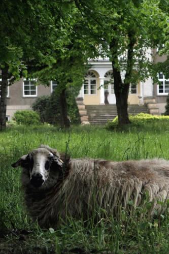 a sheep standing in the grass in front of a house at Gutshaus Volzrade Hotel & Ferienwohnungen in Elbnähe in Lübtheen