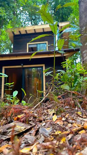 a small house in the middle of a forest at Cabaña Alto del Bosque in Coñaripe