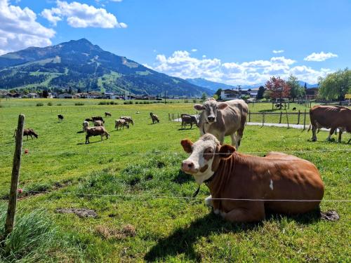 Animaux dans la ferme ou à proximité