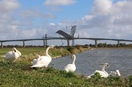 a group of white geese standing next to a river at L'Authentique - Situé en face des thermes et tout proche du coeur de ville in Rochefort