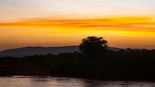 a tree in the middle of a river at sunset at Samburu Elephant Lodge in Isiolo