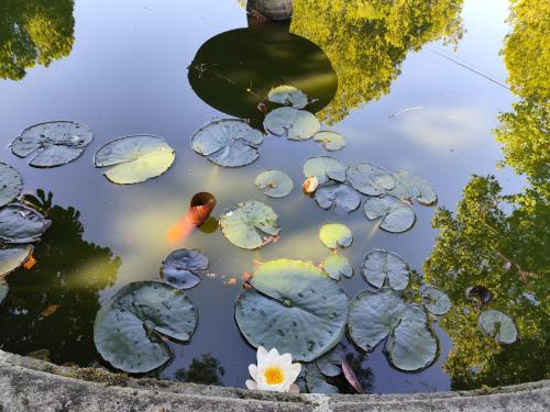 a bunch of lily pads in a pond at Solar de Vilar Seco in Vilar Seco