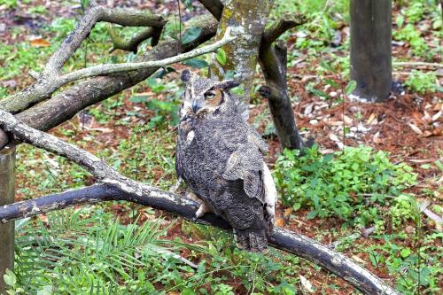 an owl sitting on a branch of a tree at River Rats Rest in Homosassa