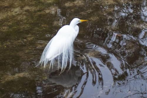 a white bird is standing in the water at River Rats Rest in Homosassa