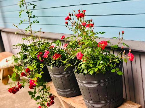 two black buckets filled with red flowers on a table at Villa Blue Heaven Pärnu in Pärnu