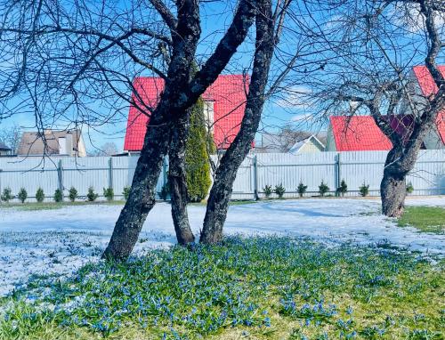 two trees in a yard with snow on the ground at Villa Blue Heaven Pärnu in Pärnu