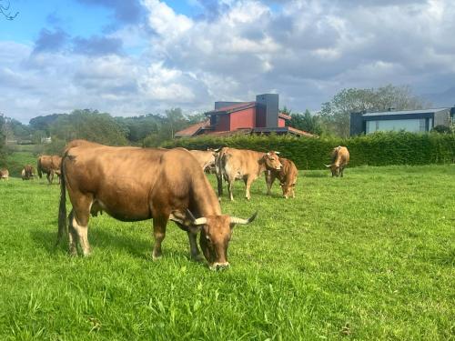 a herd of cows grazing in a field of grass at Hotel las Palmeras Suite in Celorio