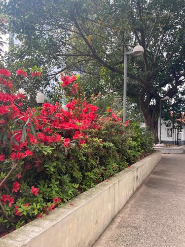 a garden with red flowers and a street light at Hotel Vicente López in Vicente López