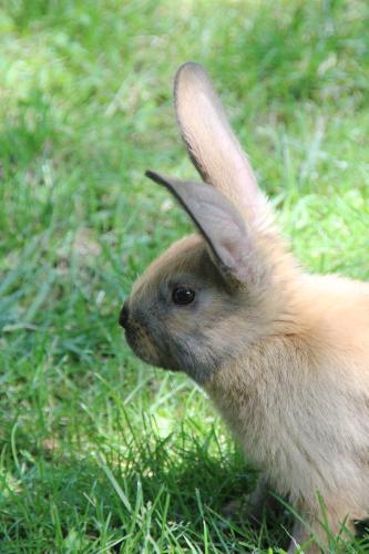 a small rabbit is sitting in the grass at Ferienhof Bohg in Burg
