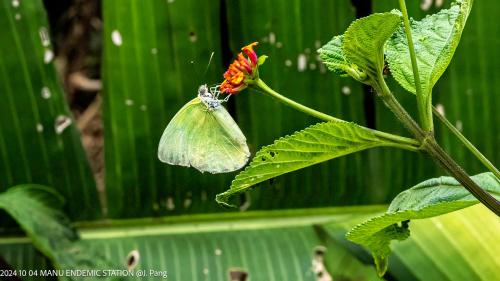 Fotografie z fotogalerie ubytování Manu Endemic Reserve Lodge v destinaci Pillcopata