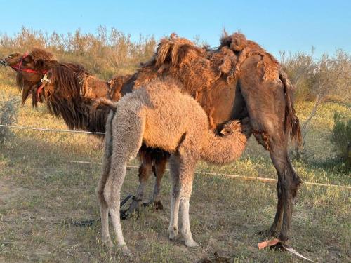 a camel standing in a field with its head on its back at Khansar Family Yurt Camp in Elʼtay