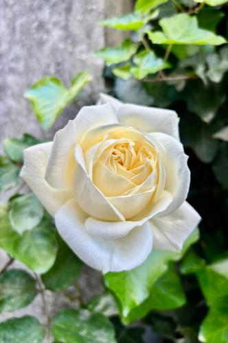 a white rose is growing in a garden at country house in Ardea