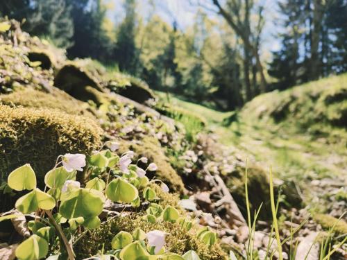 a path with pink flowers on a hillside at Willa Pod Janowcem SPORT - REST & SPA in Stronie Śląskie