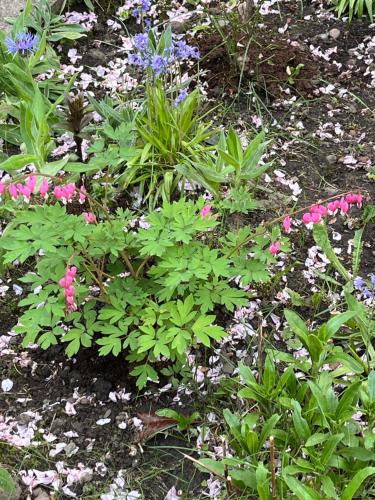 a garden with pink flowers and green plants at Relaxing, cozy 1 double room in Edinburgh