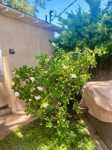 a bush with white flowers on it next to a building at Seq Parks-House with Hot Tub Fire Pit Koi Pond Outdoor Kitchen in Visalia