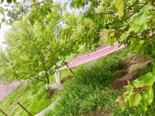 a pink bench in the middle of a tree at Family House in Aghtsʼkʼ