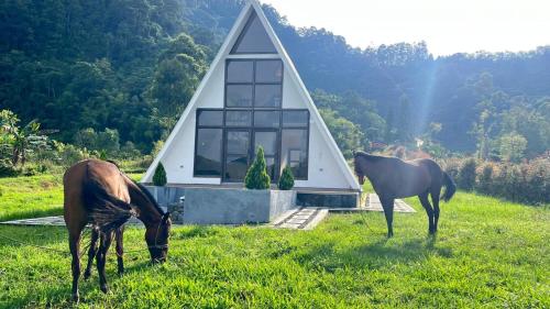 two horses grazing in the grass in front of a house at Ilusion Cabaña La Florida in Pereira
