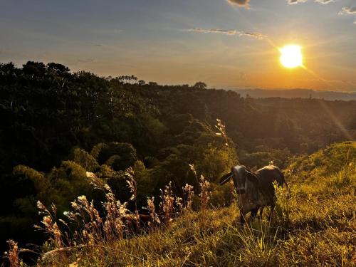 a cow standing on a hill with the sunset in the background at Reverie Hotel in Filandia