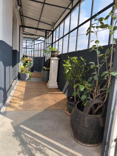 une serre intérieure avec des plantes en pot dans l'établissement Charmant lavilledieu, à La Celle-sous-Gouzon