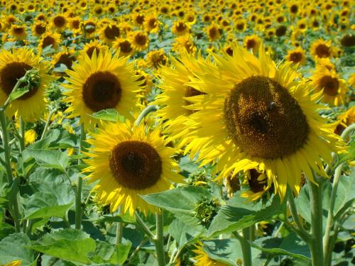 a group of sunflowers in a field at Maison Les Chênes - Jacuzzi - Calme & Idéalement situé - Clim - Salle de Jeux - Parking in Sauzet
