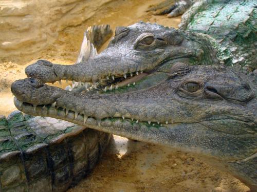a crocodile with its mouth open on the ground at Maison Super Calme et Confortable - Idéalement Située - Clim - Vue Montagnes - Piscine Partagée - Parking Gratuit - Lou Tranquillou in Sauzet
