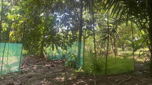a green fence in the middle of a forest at YAKU albergue y camping in Padre Cocha