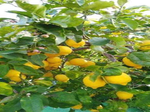 a bunch of oranges growing on a tree at Townhouse in Deia with Sea and Mountain Views in Deia