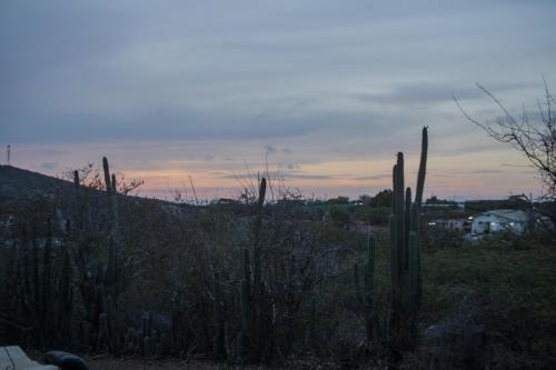 a view of a desert with a cactus at Kunukuhuis Hofi Abundansia in Willemstad