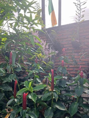 a plant with red flowers in front of a brick wall at Dannyjuljol homestay in Dompu