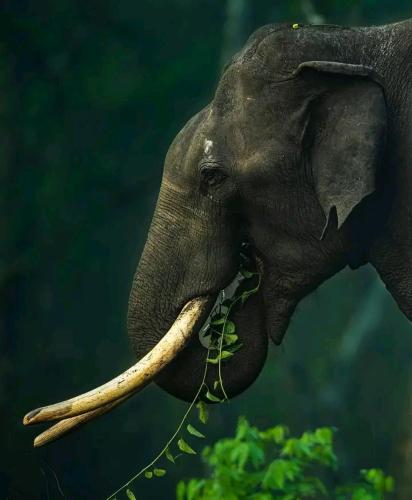 an elephant is eating leaves in its mouth at Blue mount stay in Gūdalūr