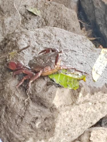 a crab sitting on top of a rock at Habitación Privada Casa Montaña Monteverde Tilarán in Sierra