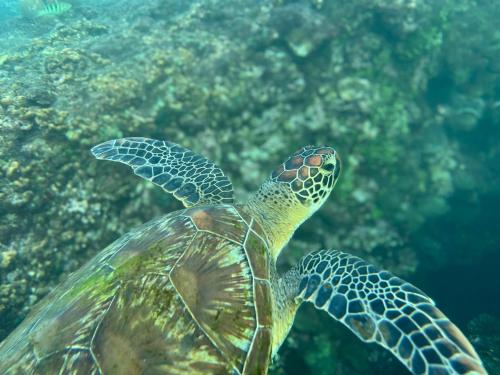 a green sea turtle swimming in the water at Kenting COMIC B&B&SPRING in Hengchun