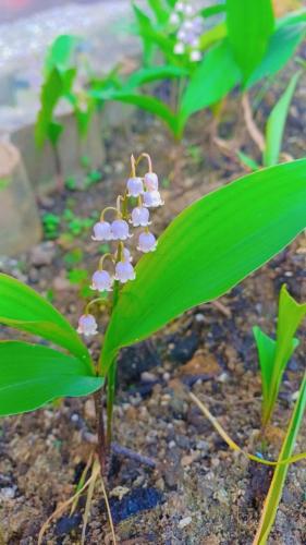 a plant with purple flowers in the dirt at AïnaPat in Carmaux